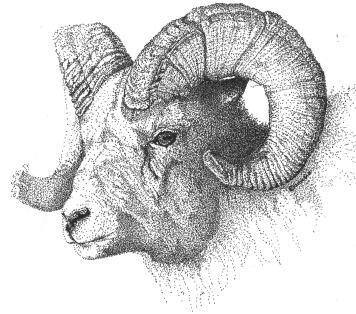 sheep-2 1